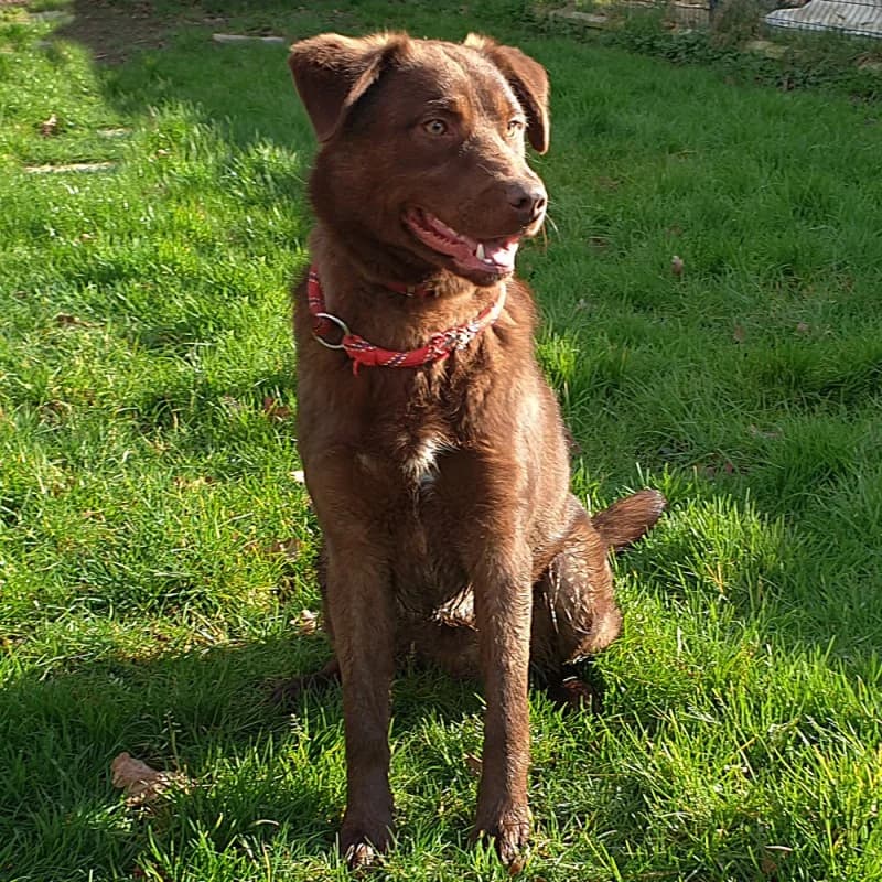 Rocky, male mixed breed for adoption at SPA du Pays de Saint-Malo, Saint-Malo