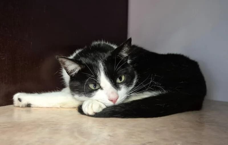 Sabah, male 3yo Mixed Breed for adoption at SPA du Pays de Saint-Malo, Saint-Malo