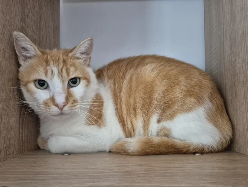 Salomon, male 4yo Mixed Breed for adoption at SPA du Pays de Saint-Malo, Saint-Malo