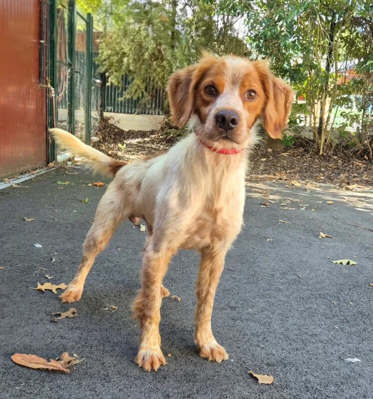 Scout, male 5yo mixed breed for adoption at SPA du Pays de Saint-Malo, Saint-Malo