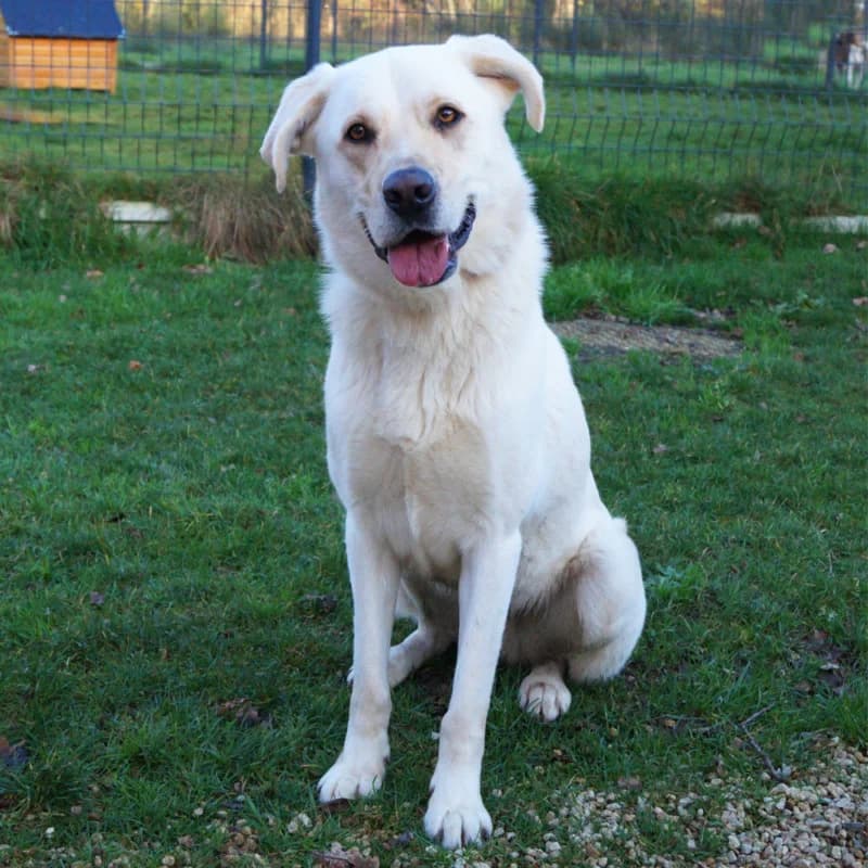 Simba, male senior mixed breed for adoption at SPA du Pays de Saint-Malo, Saint-Malo