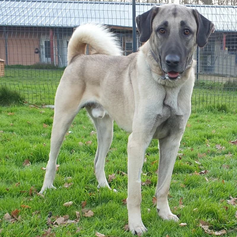 Simba, male mixed breed for adoption at SPA du Pays de Saint-Malo, Saint-Malo