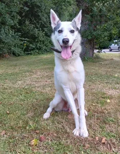 Skippy, male 5yo mixed breed for adoption at SPA du Pays de Saint-Malo, Saint-Malo