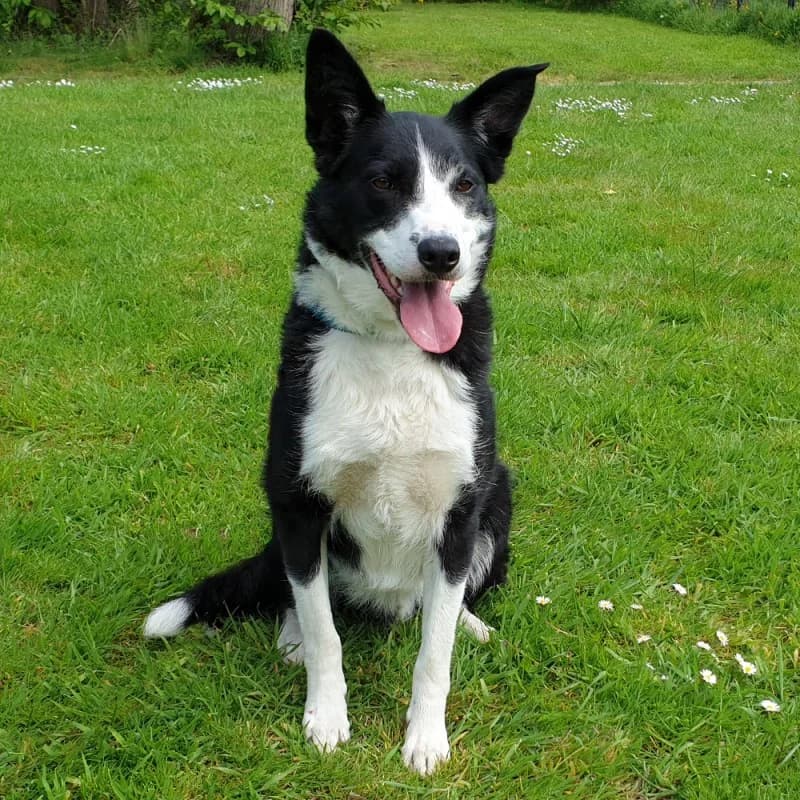 Spirou, male senior mixed breed for adoption at SPA du Pays de Saint-Malo, Saint-Malo