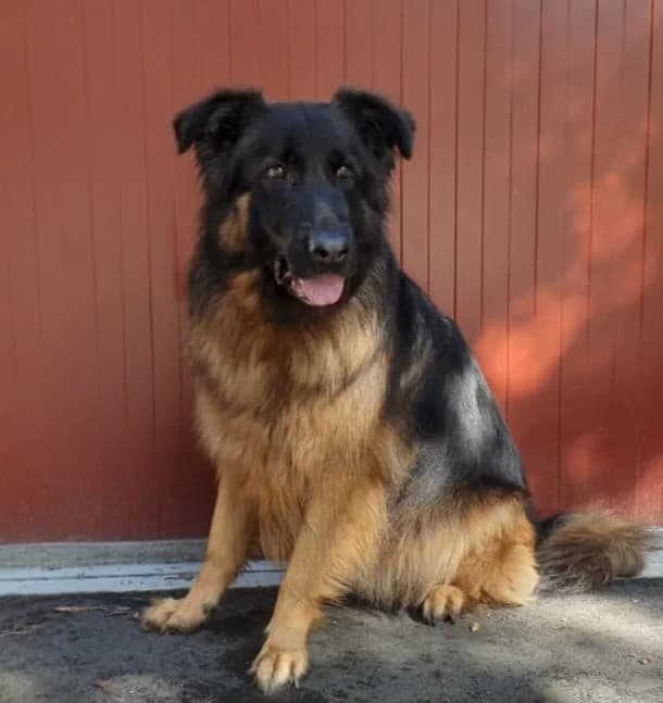 T’Boyka, male 4yo mixed breed for adoption at SPA du Pays de Saint-Malo, Saint-Malo