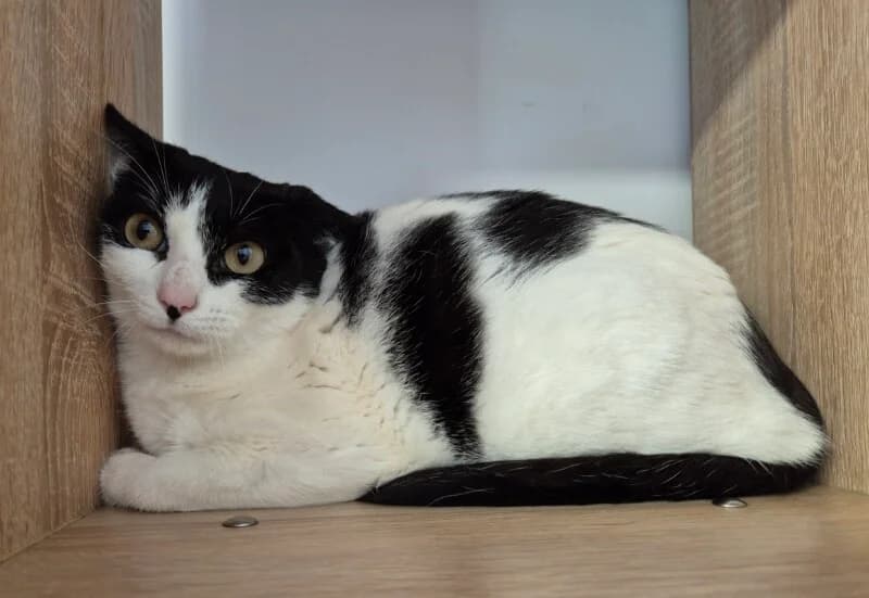Ti Coeur, female 6yo Mixed Breed for adoption at SPA du Pays de Saint-Malo, Saint-Malo