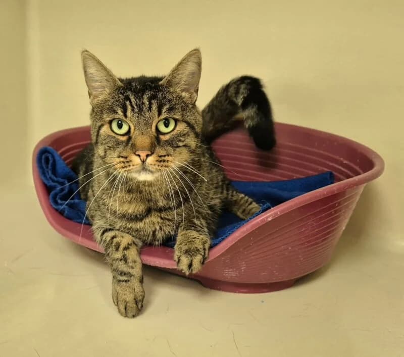 Tigrou, male 6yo Mixed Breed for adoption at SPA du Pays de Saint-Malo, Saint-Malo