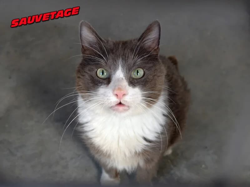 Timoune, male senior Mixed Breed for adoption at SPA du Pays de Saint-Malo, Saint-Malo