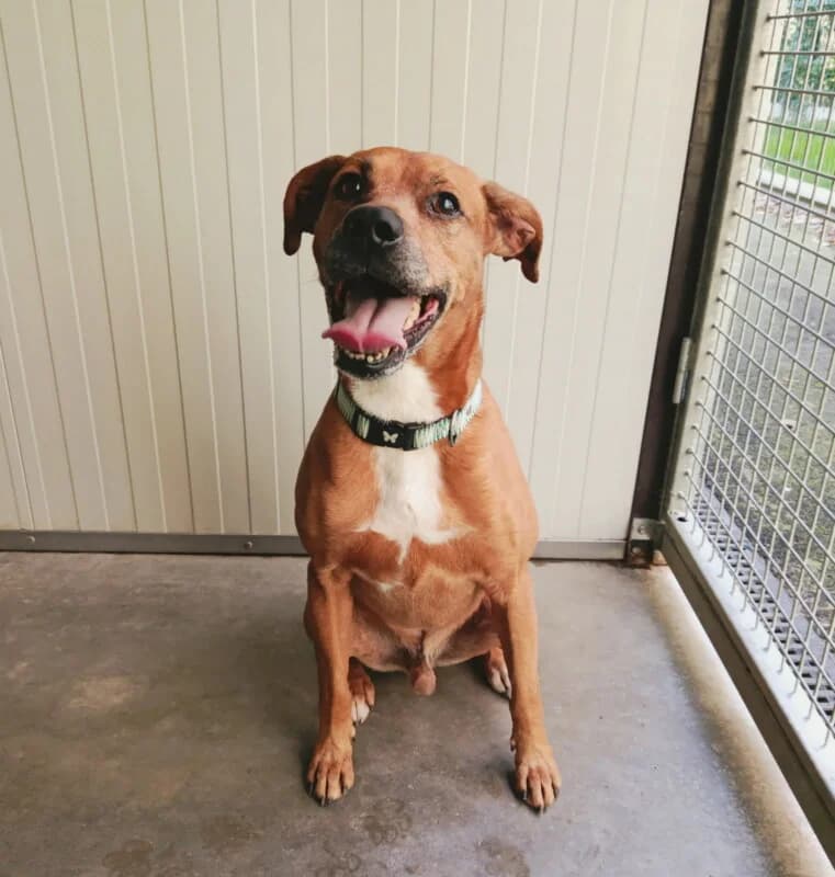 Tymal, male senior mixed breed for adoption at SPA du Pays de Saint-Malo, Saint-Malo