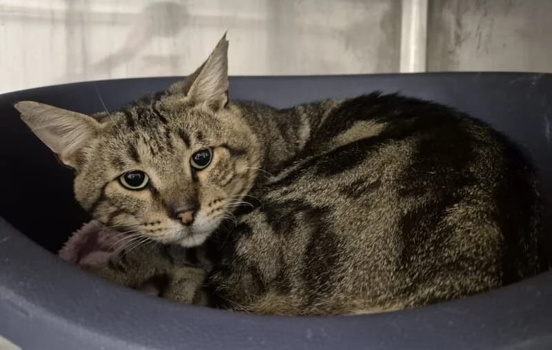 Ukulele, male 3yo Mixed Breed for adoption at SPA du Pays de Saint-Malo, Saint-Malo