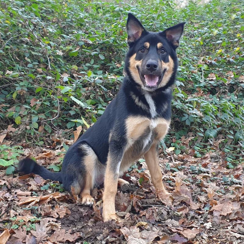 Usko, male 3yo mixed breed for adoption at SPA du Pays de Saint-Malo, Saint-Malo
