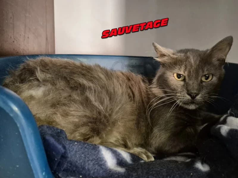 Vaillant, male 5yo Mixed Breed for adoption at SPA du Pays de Saint-Malo, Saint-Malo