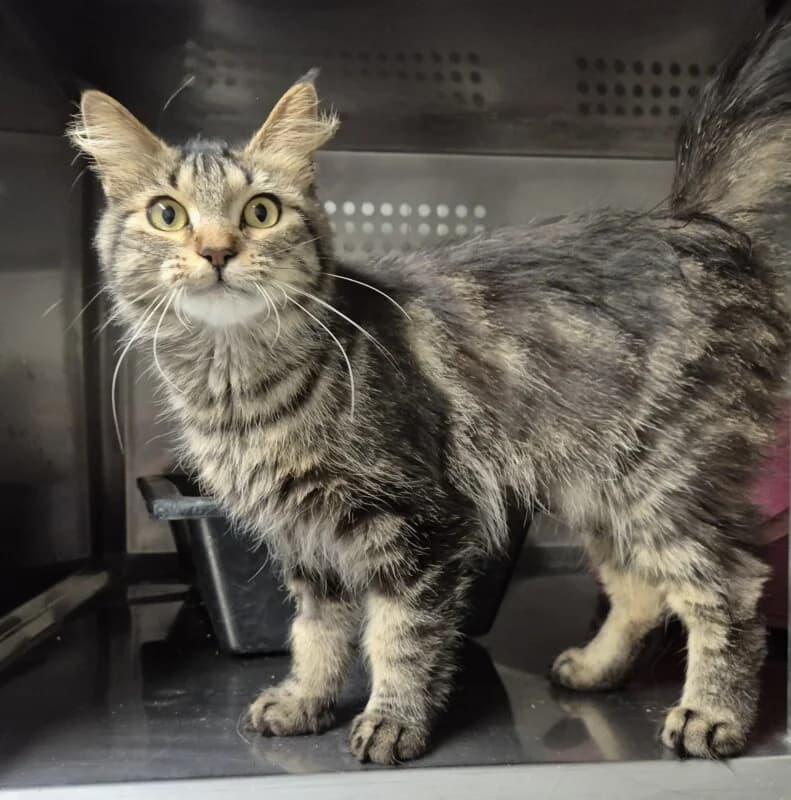 Vedette, Mixed Breed for adoption at SPA du Pays de Saint-Malo, Saint-Malo