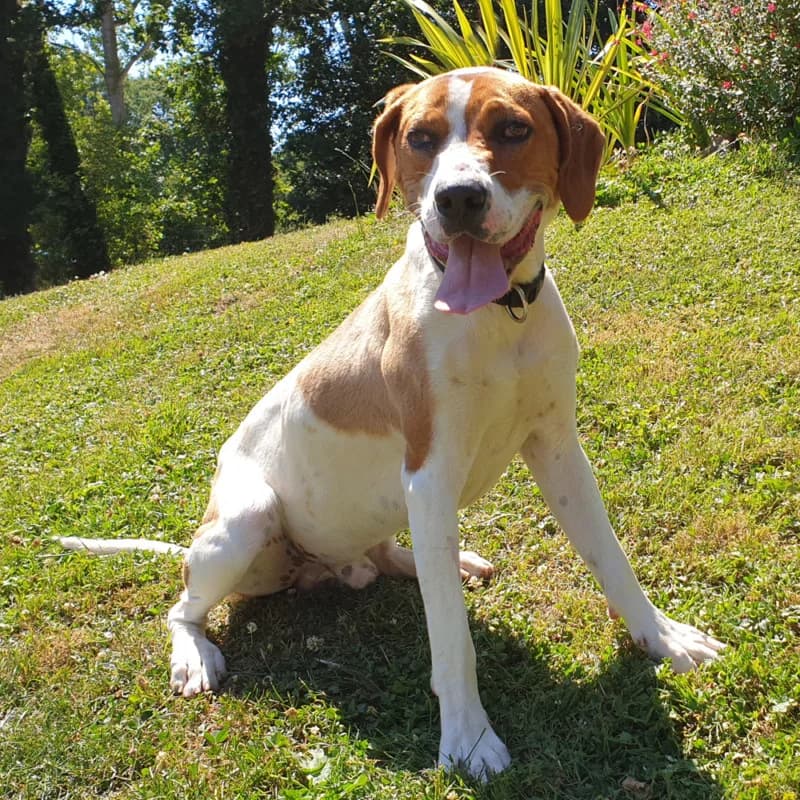 Vespa, male 3yo Pointer for adoption at SPA du Pays de Saint-Malo, Saint-Malo