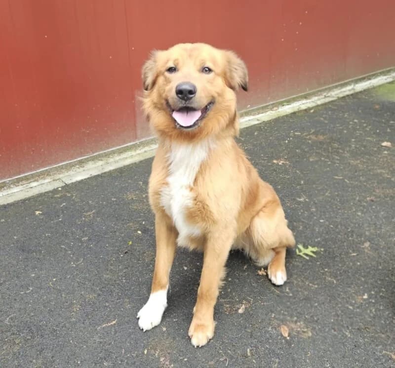 Vini, male young mixed breed for adoption at SPA du Pays de Saint-Malo, Saint-Malo