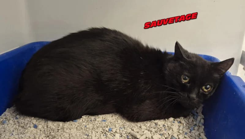 zazoo, female 7yo Mixed Breed for adoption at SPA du Pays de Saint-Malo, Saint-Malo