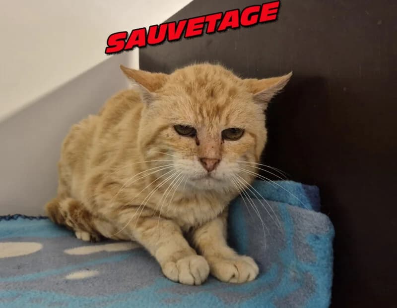 Zorro, male young Mixed Breed for adoption at SPA du Pays de Saint-Malo, Saint-Malo