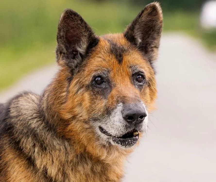 RAYSON SOS URGENT, male senior German Shepherd for adoption at SPA Saint-Omer, Omer
