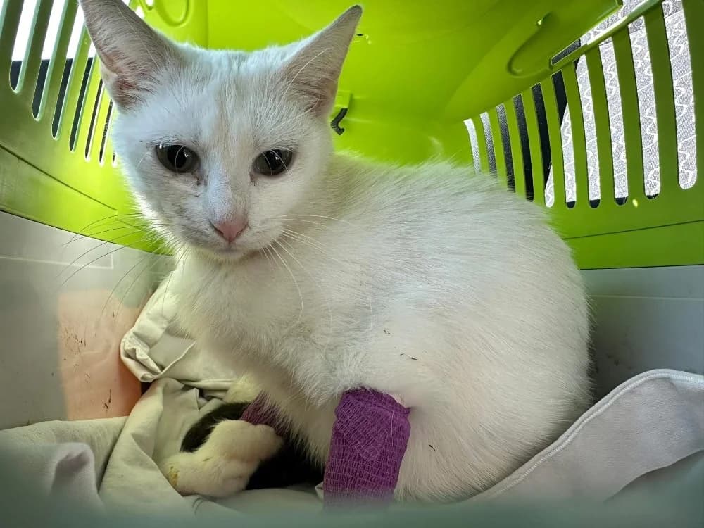 BLANCKA en SOS, female senior Mixed Breed for adoption at SPA Saint-Omer, Omer