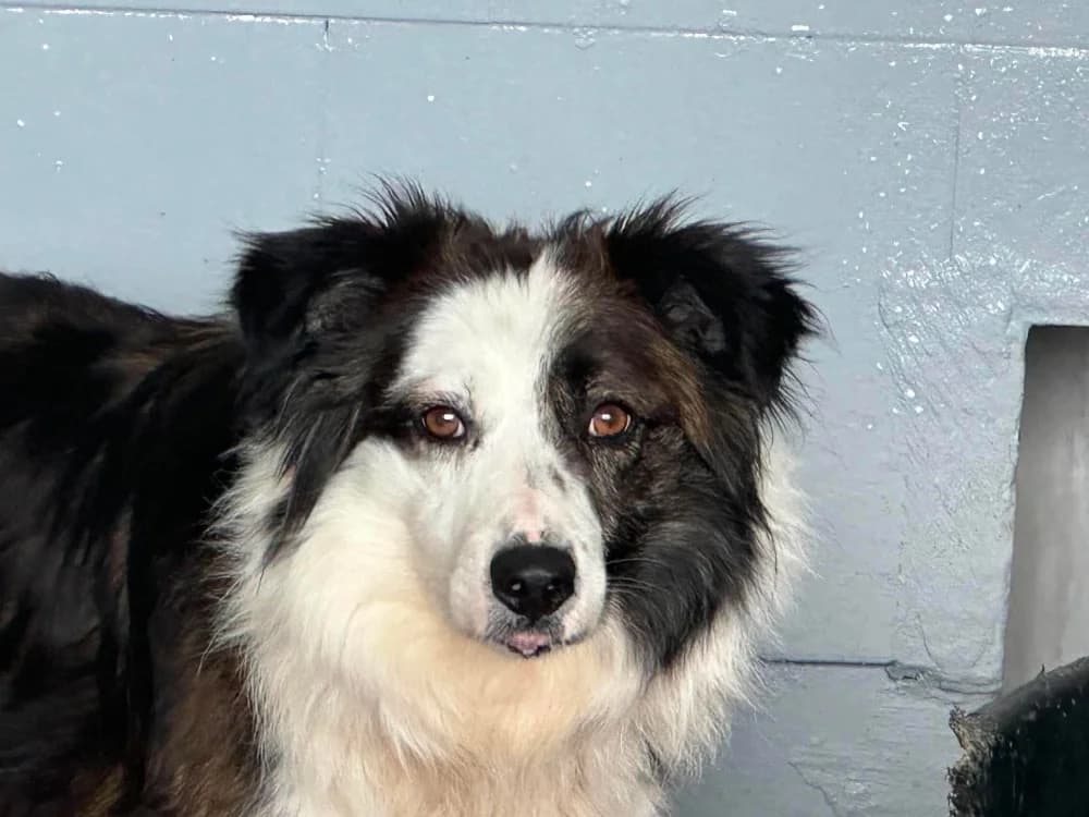 PERICLESS, female 6yo Border Collie for adoption at SPA Saint-Omer, Omer