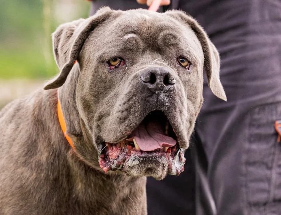 ROY, male 5yo Cane Corso for adoption at SPA Saint-Omer, Omer