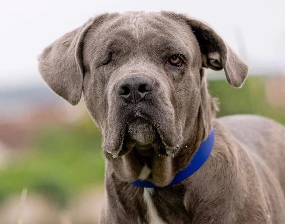 VIOLETTE, female young Cane Corso for adoption at SPA Saint-Omer, Omer