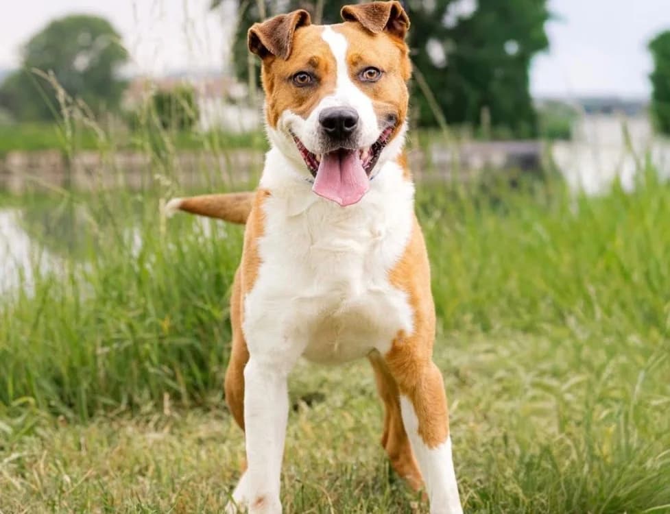 DEXTER, male young mixed breed for adoption at SPA Saint-Omer, Omer