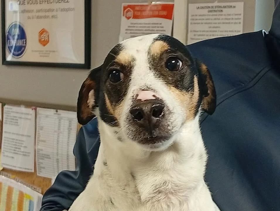 MILO, male 7yo Jack Russell Terrier for adoption at SPA Saint-Omer, Omer