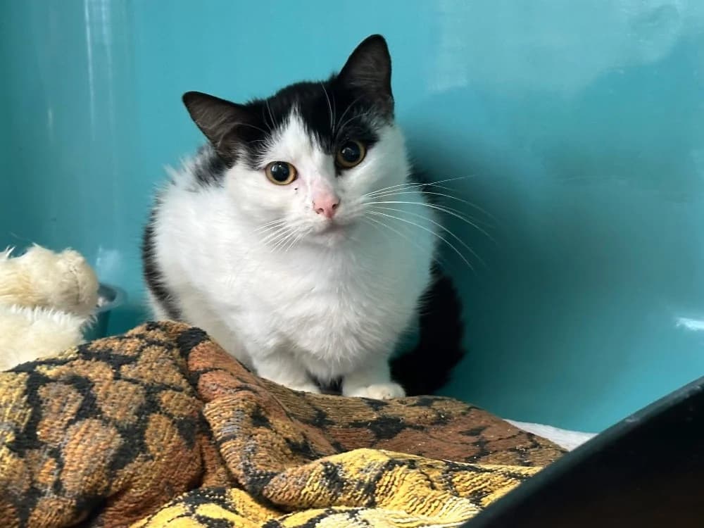 SOCQUETTE, female young Mixed Breed for adoption at SPA Saint-Omer, Omer
