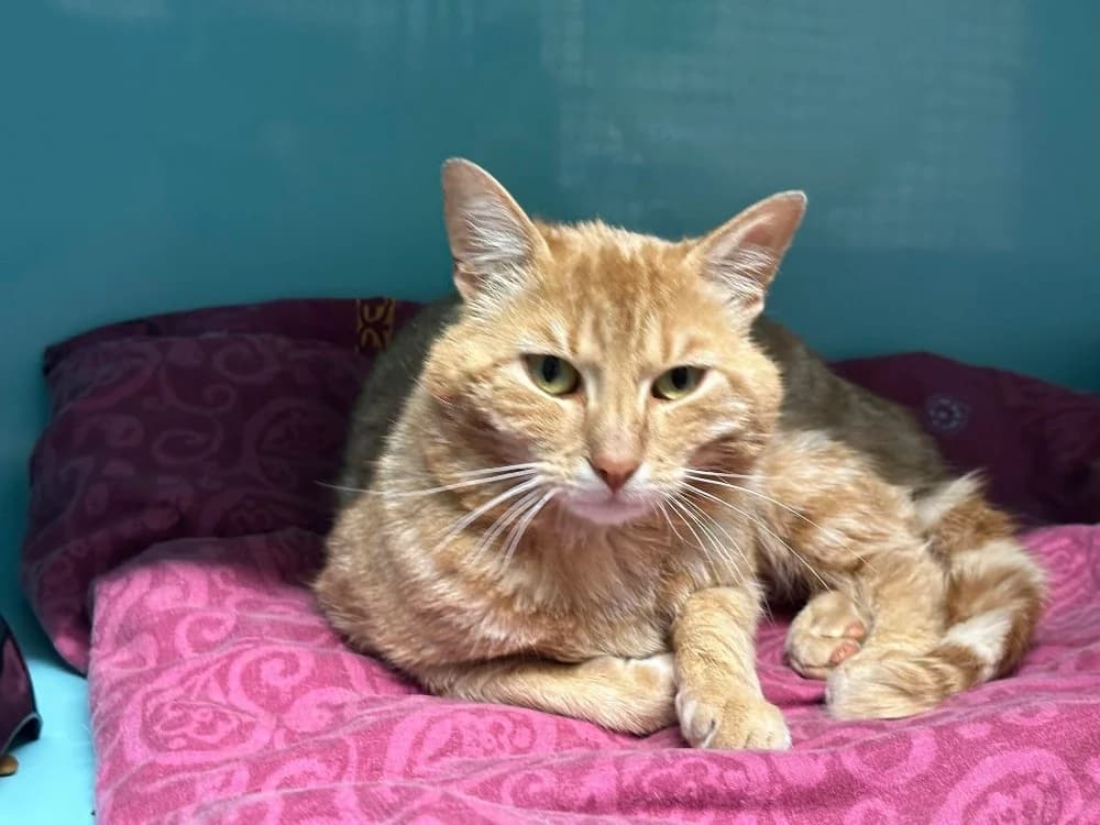 MAX, male 3yo Mixed Breed for adoption at SPA Saint-Omer, Omer