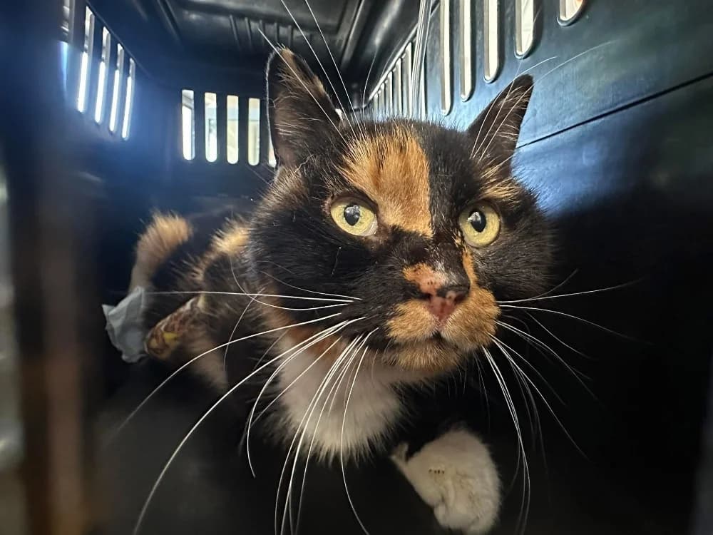 AMBRE, female senior Mixed Breed for adoption at SPA Saint-Omer, Omer