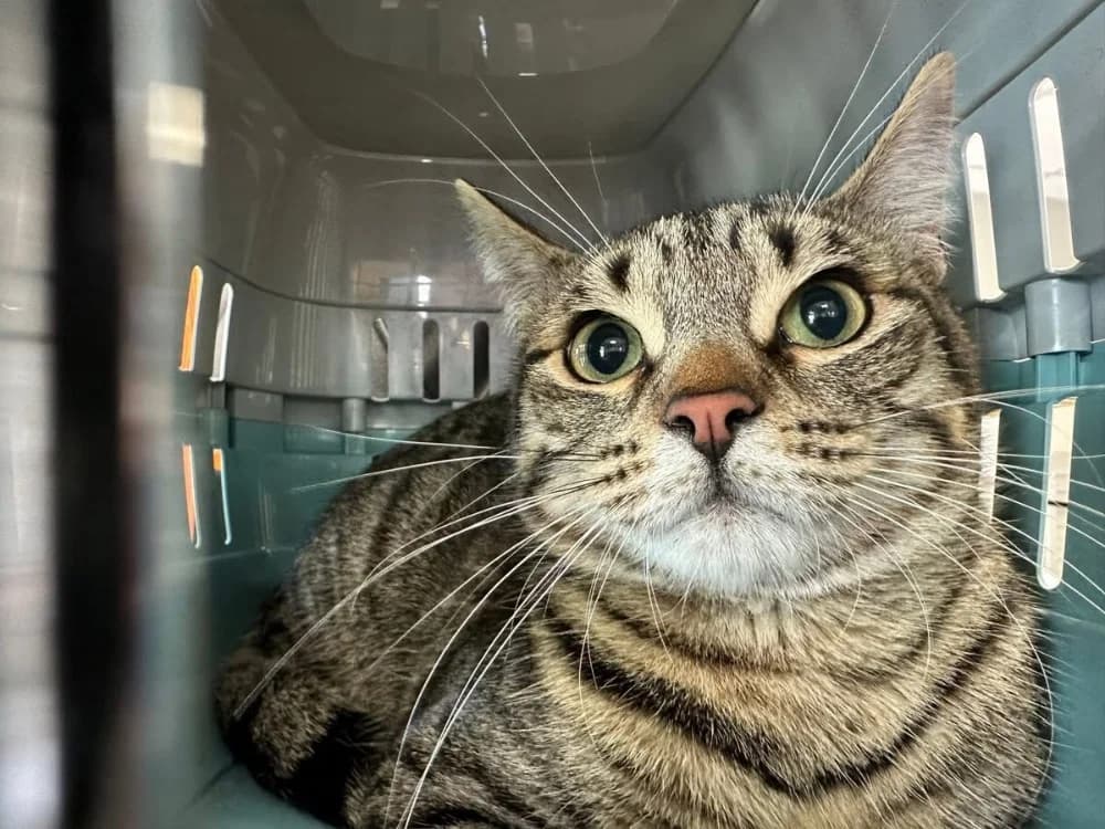 NOCCIO, male Mixed Breed for adoption at SPA Saint-Omer, Omer