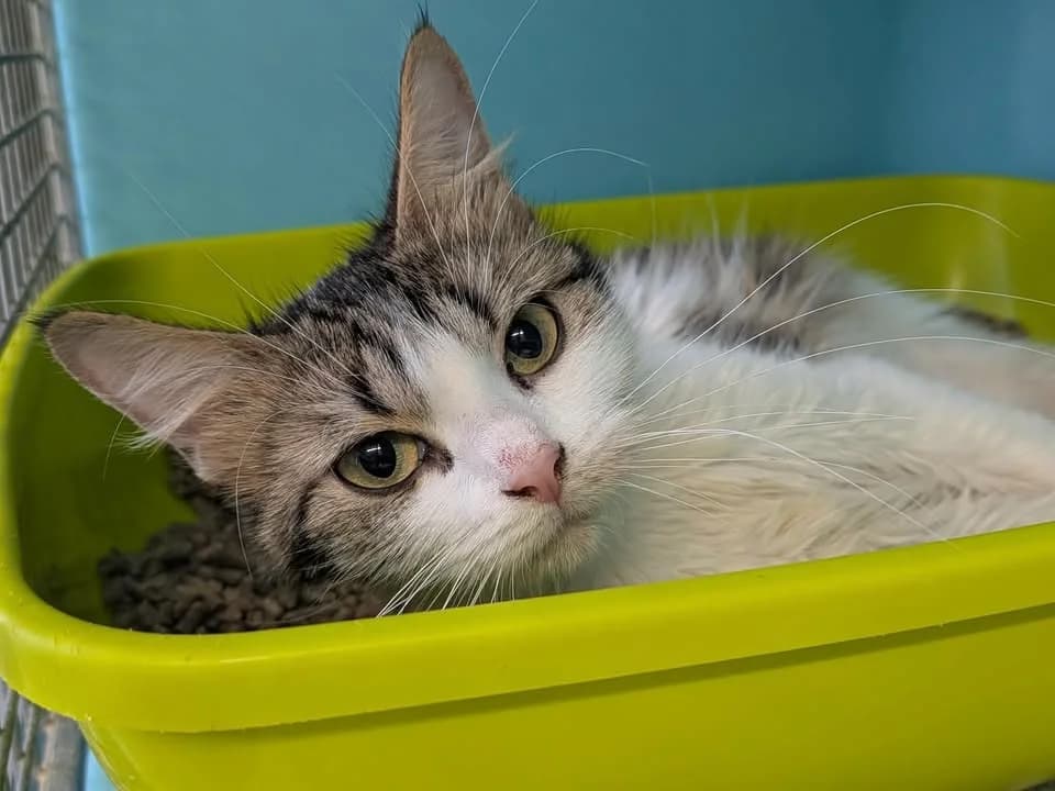 IZALIS, female young Mixed Breed for adoption at SPA Saint-Omer, Omer