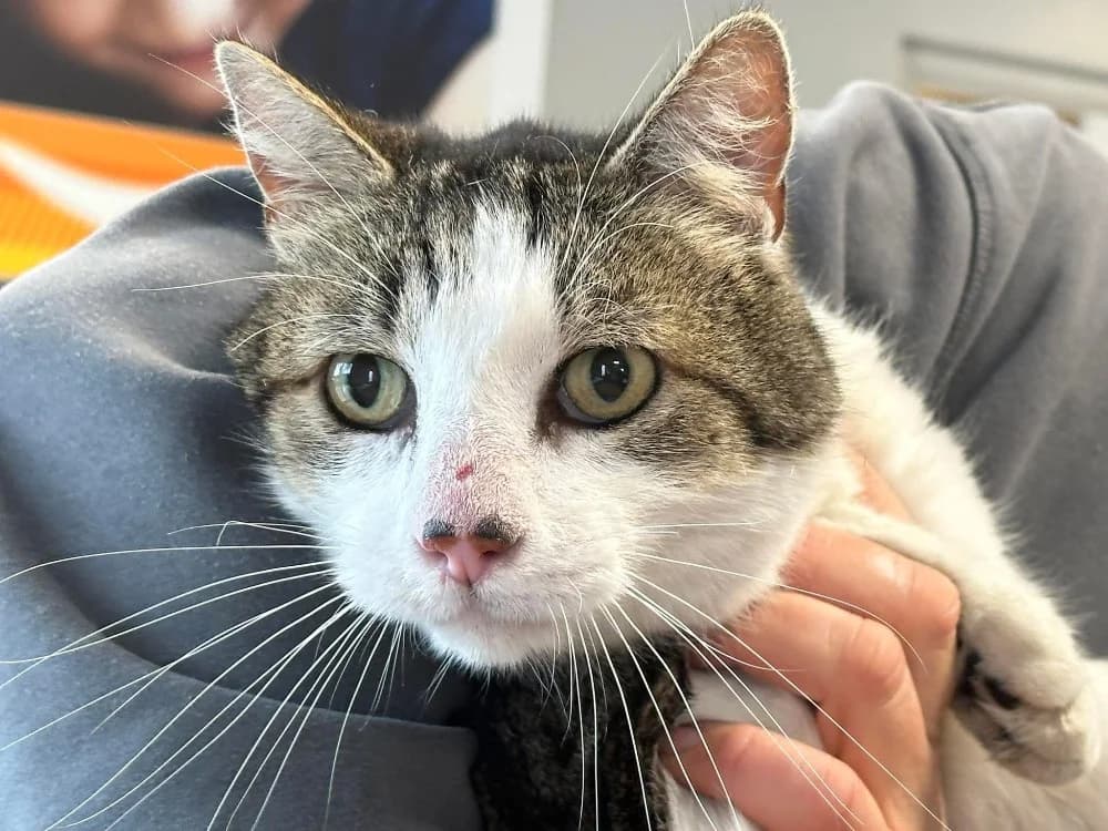 CLODIO FIV+, male senior Mixed Breed for adoption at SPA Saint-Omer, Omer
