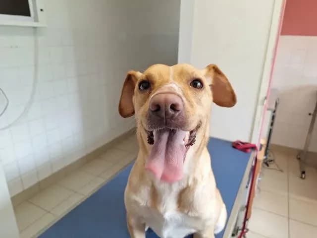 NALA, female 4yo mixed breed for adoption at SPA Saint-Omer, Omer