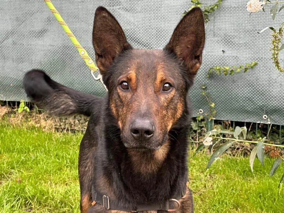 LEUCKY, male 4yo Mixed Breed for adoption at SPA Saint-Omer, Omer