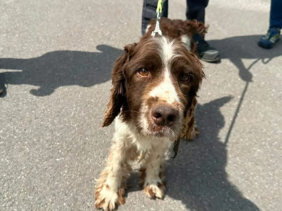 PACO, male 7yo mixed breed for adoption at SPA Saint-Omer, Omer