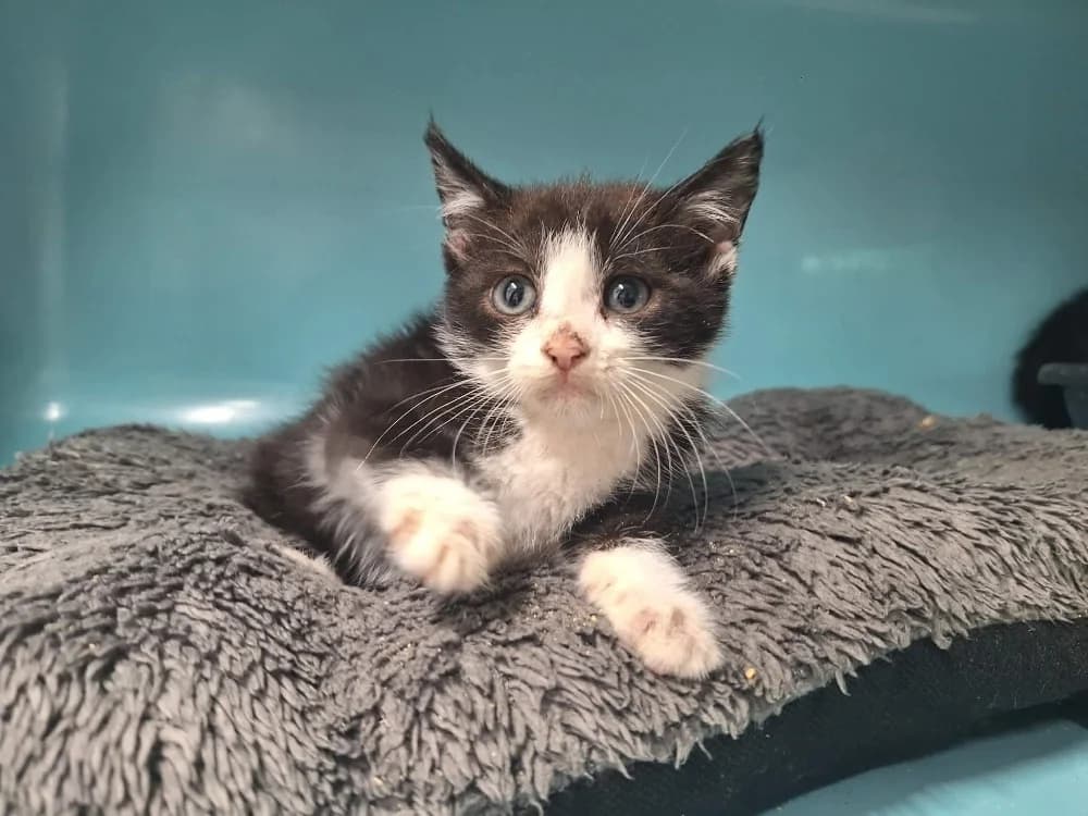 PANDA, male mixed breed for adoption at SPA Saint-Omer, Omer