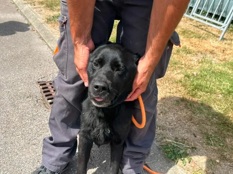 NEMO ex Napoleon des adrilines d opale, male senior Labrador Retriever for adoption at SPA Saint-Omer, Omer