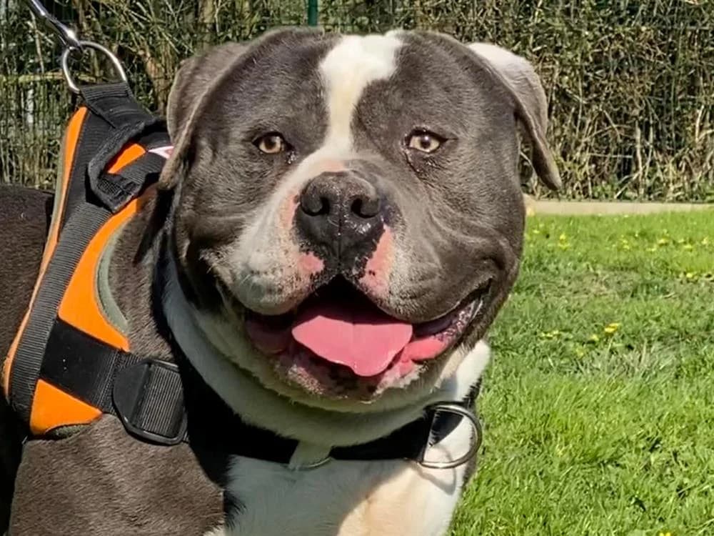 SHARKO en SOS, male senior American Bully for adoption at SPA Saint-Omer, Omer