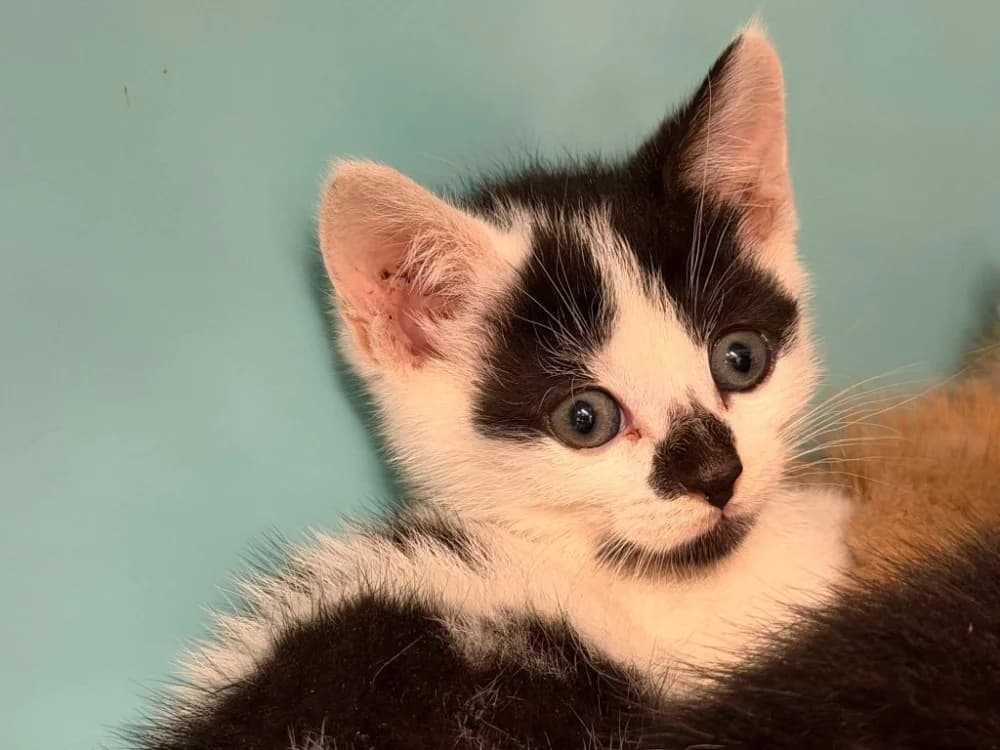 CASSI, female Mixed Breed for adoption at SPA Saint-Omer, Omer
