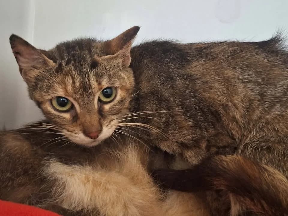 ETINCELLE, female senior Mixed Breed for adoption at SPA Saint-Omer, Omer