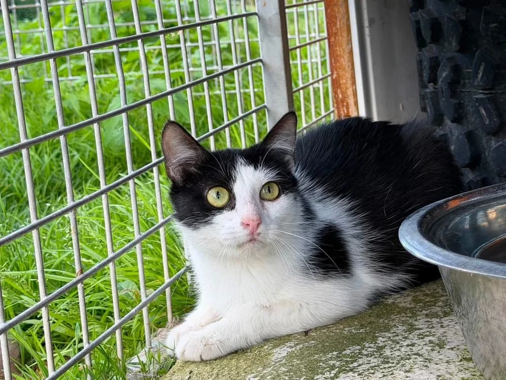 MAYA en SOS, female young mixed breed for adoption at SPA Saint-Omer, Omer