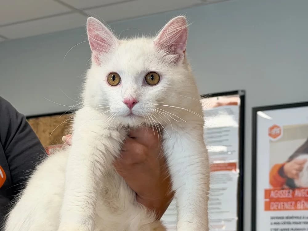 SNOW, male mixed breed for adoption at SPA Saint-Omer, Omer