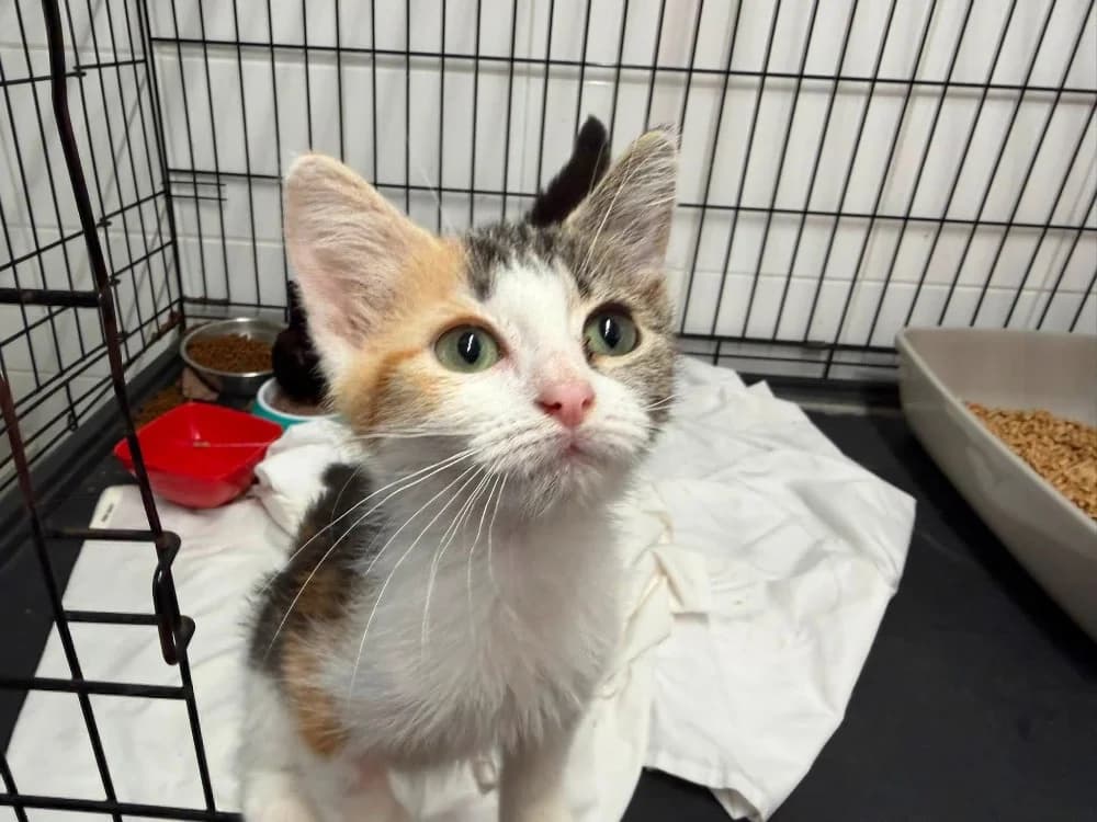TRIKITA, female Mixed Breed for adoption at SPA Saint-Omer, Omer