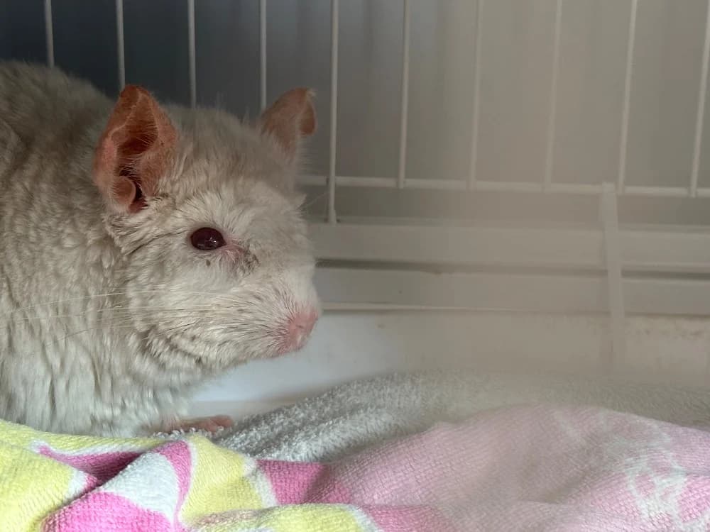 ROQUETTE, female mixed breed for adoption at SPA Saint-Omer, Omer