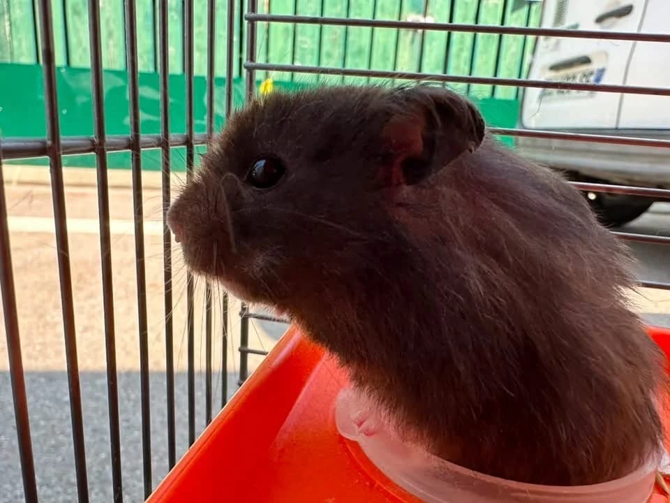 ZEUS, male mixed breed for adoption at SPA Saint-Omer, Omer