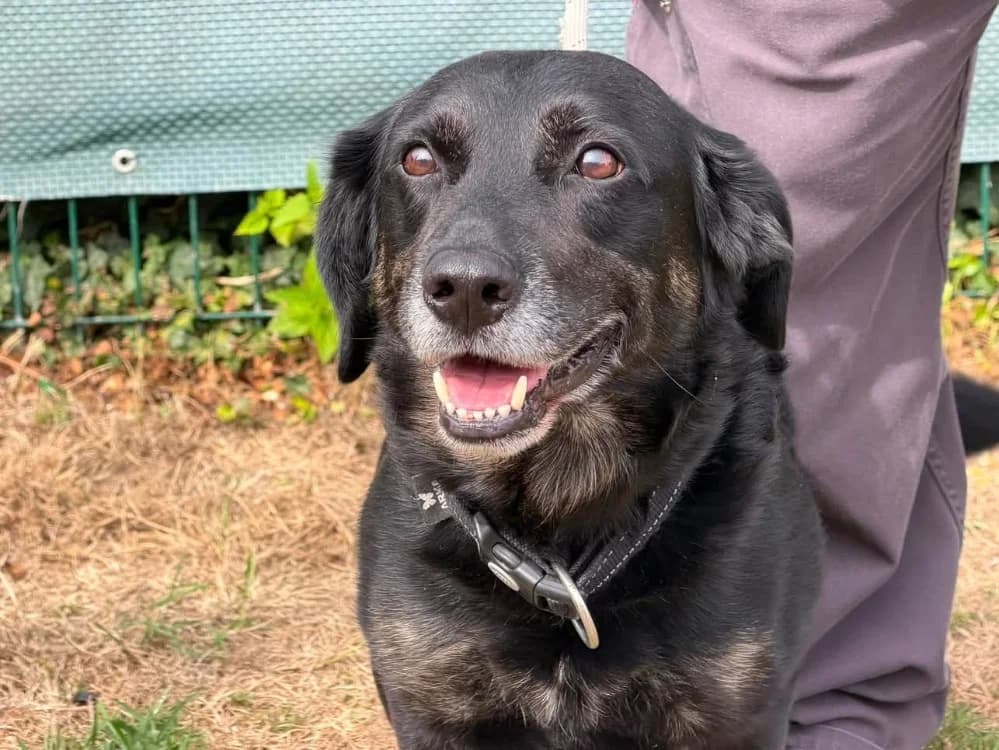 JACK, male 6yo mixed breed for adoption at SPA Saint-Omer, Omer