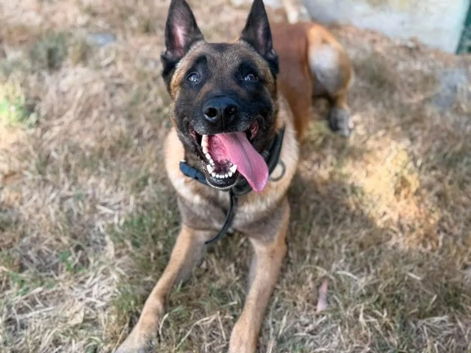 SHADOW, male 5yo Mixed Breed for adoption at SPA Saint-Omer, Omer