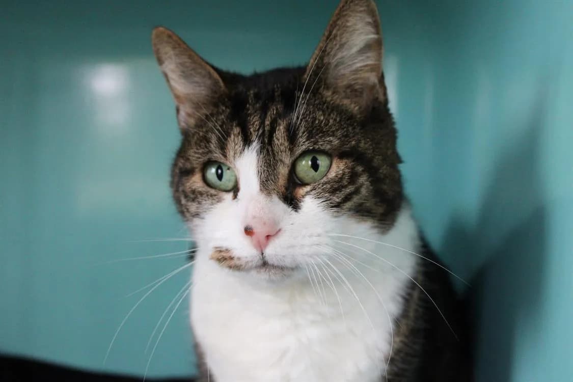 Oops, male senior Mixed Breed for adoption at SPA Saint-Omer, Omer